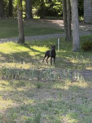 Found/Stray Unknown Dog last seen Ammons Rd, Hwy 96 East & Hwy 247, Bonaire, GA 31005