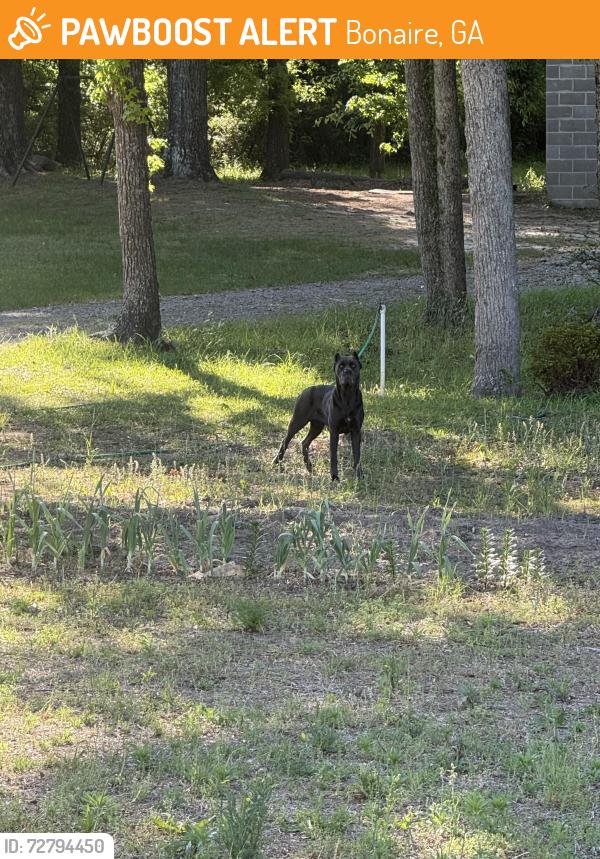 Found/Stray Unknown Dog last seen Ammons Rd, Hwy 96 East & Hwy 247, Bonaire, GA 31005