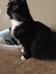 Found/Stray Unknown Cat last seen North Fessiden and Columbia Way , Portland, OR 97203