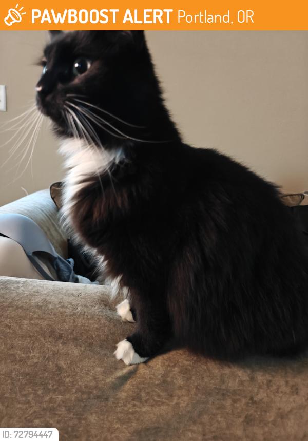 Found/Stray Unknown Cat last seen North Fessiden and Columbia Way , Portland, OR 97203