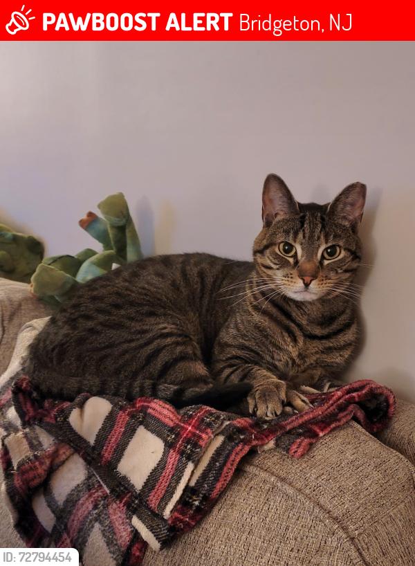 Lost Male Cat last seen Bridgeton Ave and Stillman Ave, Bridgeton, NJ 08302