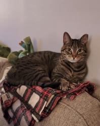 Lost Male Cat last seen Bridgeton Ave and Stillman Ave, Bridgeton, NJ 08302