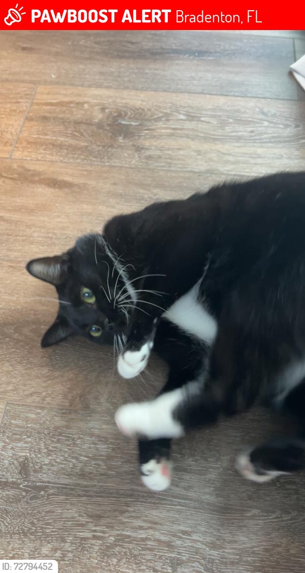 Lost Male Cat last seen 27th ave w and 21st st w, Bradenton, FL 34205