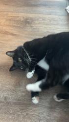 Lost Male Cat last seen 27th ave w and 21st st w, Bradenton, FL 34205