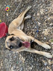 Found/Stray Male Dog last seen Pyrite Mission shopping center , Jurupa Valley, CA 92509