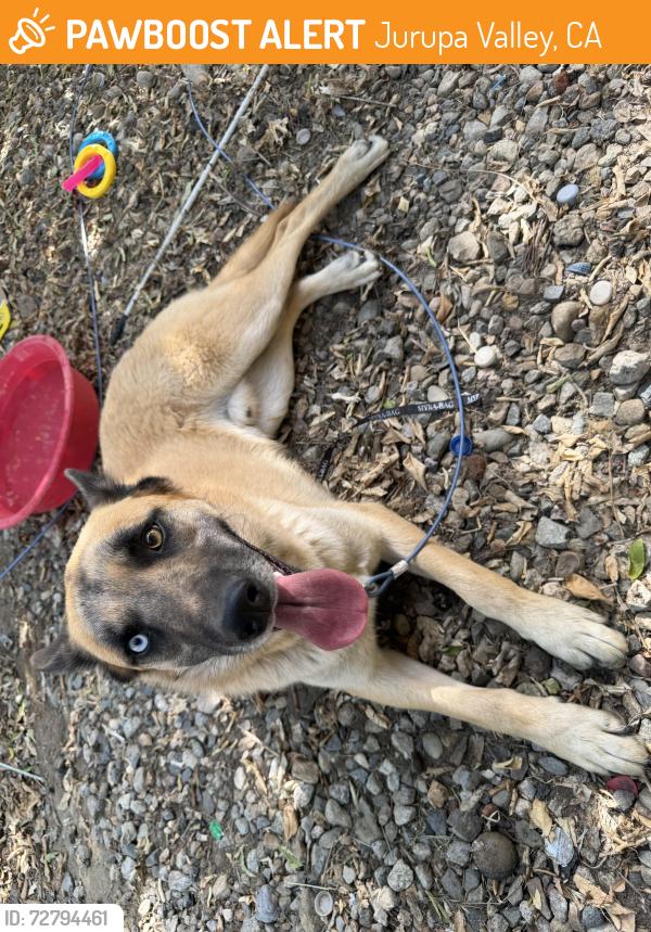 Found/Stray Male Dog last seen Pyrite Mission shopping center , Jurupa Valley, CA 92509