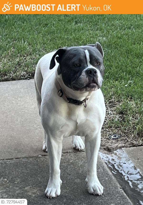 Found/Stray Female Dog last seen SW 15th & Sara Rd, Yukon, OK 73099