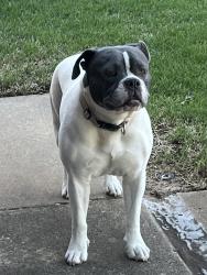 Found/Stray Female Dog last seen SW 15th & Sara Rd, Yukon, OK 73099