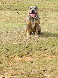 Lost Male Dog last seen  Terry st behind Albertsons 7th street , Texarkana, TX 75501