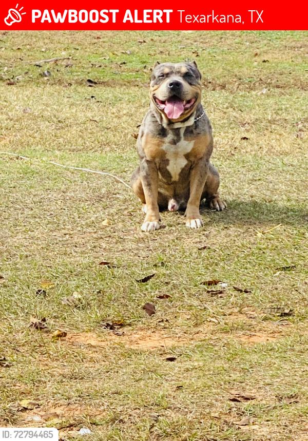 Lost Male Dog last seen  Terry st behind Albertsons 7th street , Texarkana, TX 75501