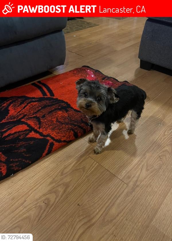 Lost Female Dog last seen Division and Avenue K , Lancaster, CA 93535