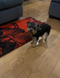 Lost Female Dog last seen Division and Avenue K , Lancaster, CA 93535
