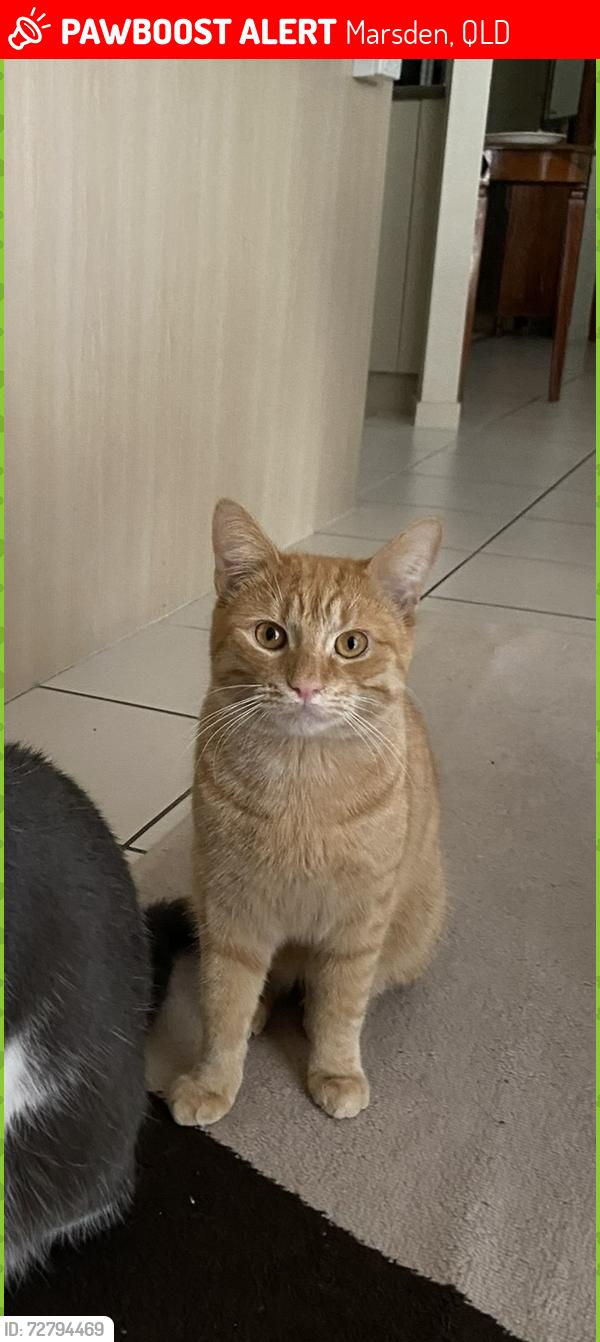 Lost Male Cat last seen Marsden, Marsden, QLD 
