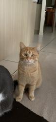 Lost Male Cat last seen Marsden, Marsden, QLD 