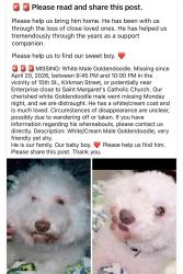 Lost Male Dog last seen 15th St in lake Charles la 70601, Lake Charles, LA 70601