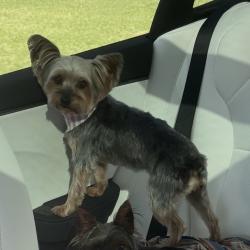 Lost Female Dog last seen W Musique rd, Carencro, LA 70520