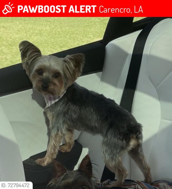 Lost Female Dog last seen W Musique rd, Carencro, LA 70520
