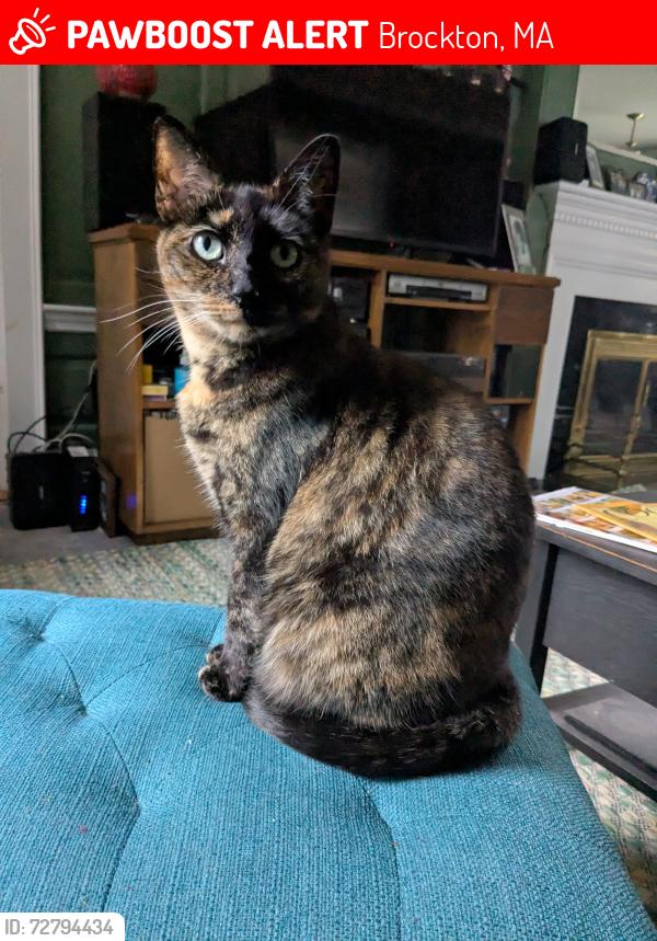 Lost Female Cat last seen West Elm & West St, Brockton, MA 02301