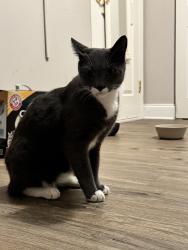 Found/Stray Unknown Cat last seen Glades rd, judge winikoff, Boca Raton, FL 33428