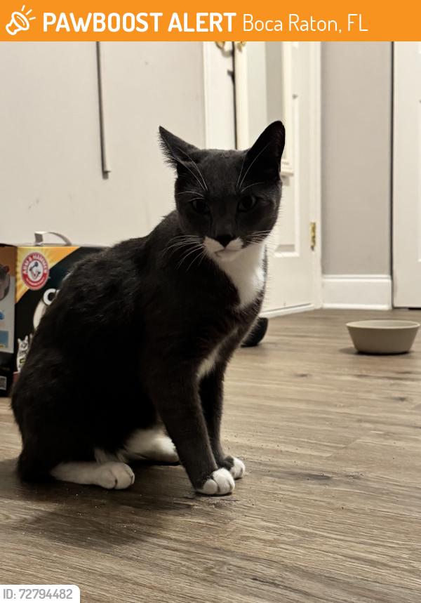 Found/Stray Unknown Cat last seen Glades rd, judge winikoff, Boca Raton, FL 33428