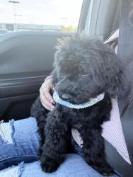 Lost Male Dog last seen 35th St Wichita Falls Texas , Wichita Falls, TX 76302