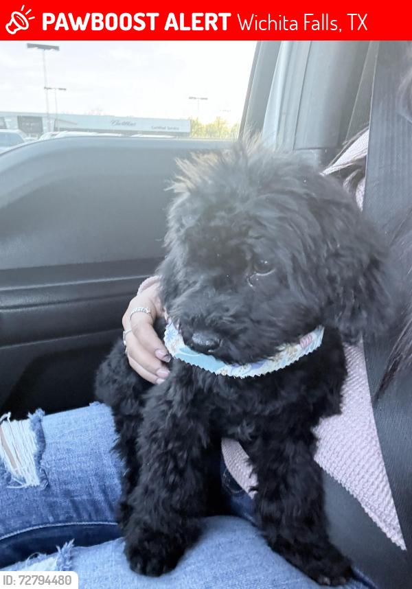 Lost Male Dog last seen 35th St Wichita Falls Texas , Wichita Falls, TX 76302