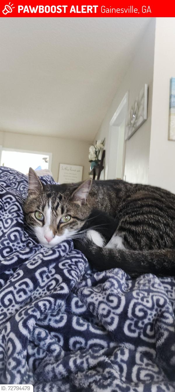 Lost Male Cat last seen Peach Mountain dr and Poplar Springs rd, Gainesville, GA 30507