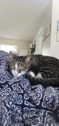 Lost Male Cat last seen Peach Mountain dr and Poplar Springs rd, Gainesville, GA 30507