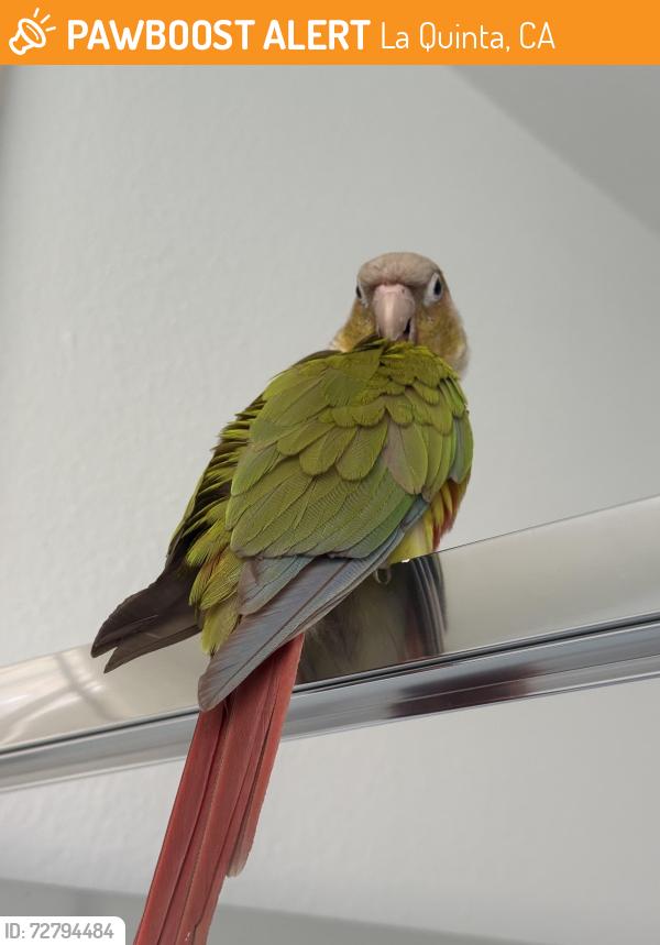 Found/Stray Unknown Bird last seen Rancho La Quinta country club, La Quinta, CA 92253