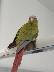 Found/Stray Unknown Bird last seen Rancho La Quinta country club, La Quinta, CA 92253
