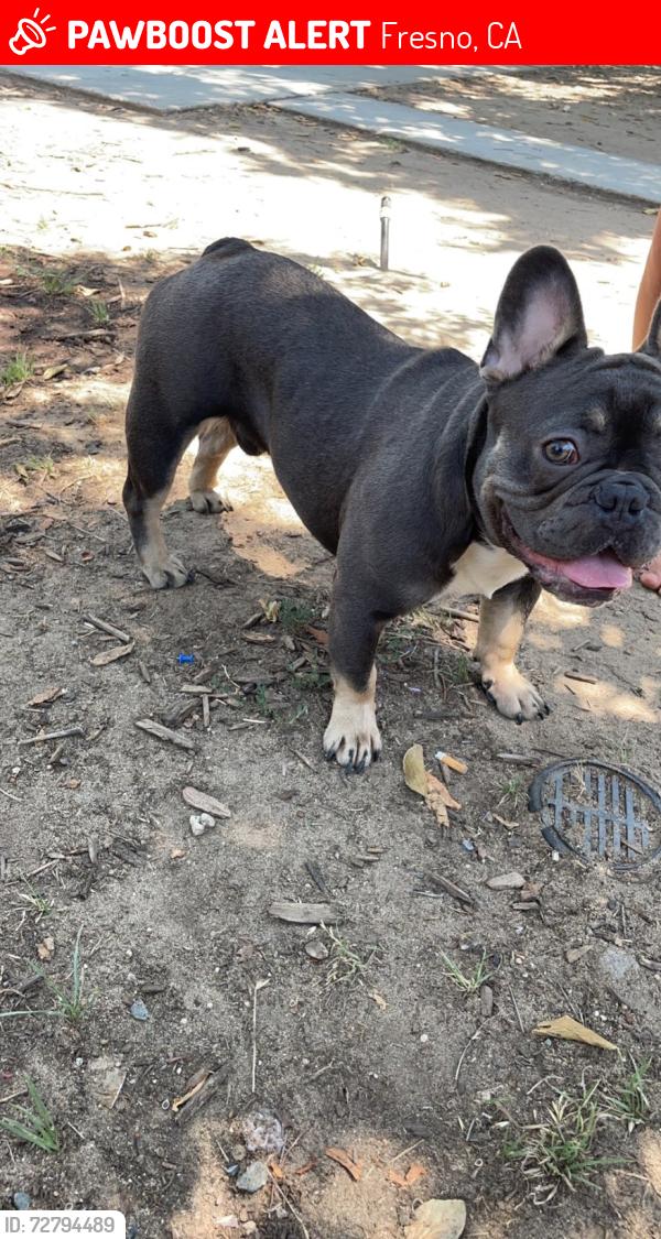 Lost Male Dog last seen Cedar and  woodward, Fresno, CA 93721