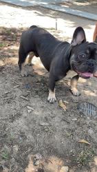 Lost Male Dog last seen Cedar and  woodward, Fresno, CA 93721