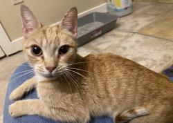 Found/Stray Female Cat last seen E Washington St, Bethlehem, PA 18017