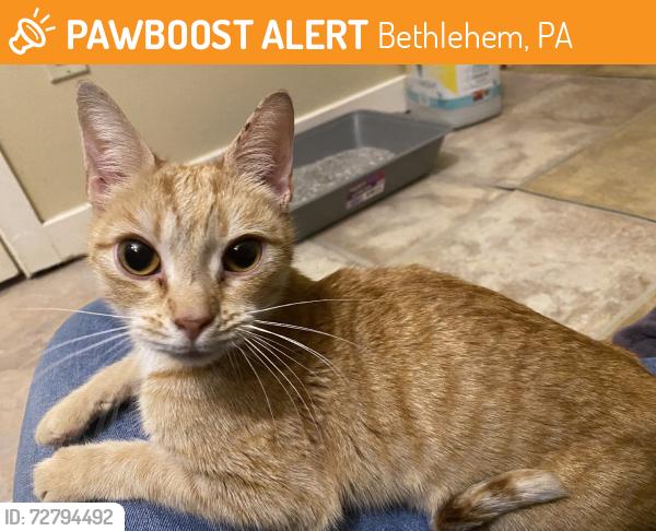 Found/Stray Female Cat last seen E Washington St, Bethlehem, PA 18017