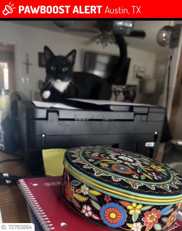 Lost Male Cat last seen Manassas, Austin, TX 78745