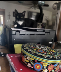 Lost Male Cat last seen Manassas, Austin, TX 78745