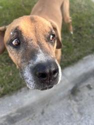 Found/Stray Male Dog last seen Elgin and firewood st , Broken Arrow, OK 74012