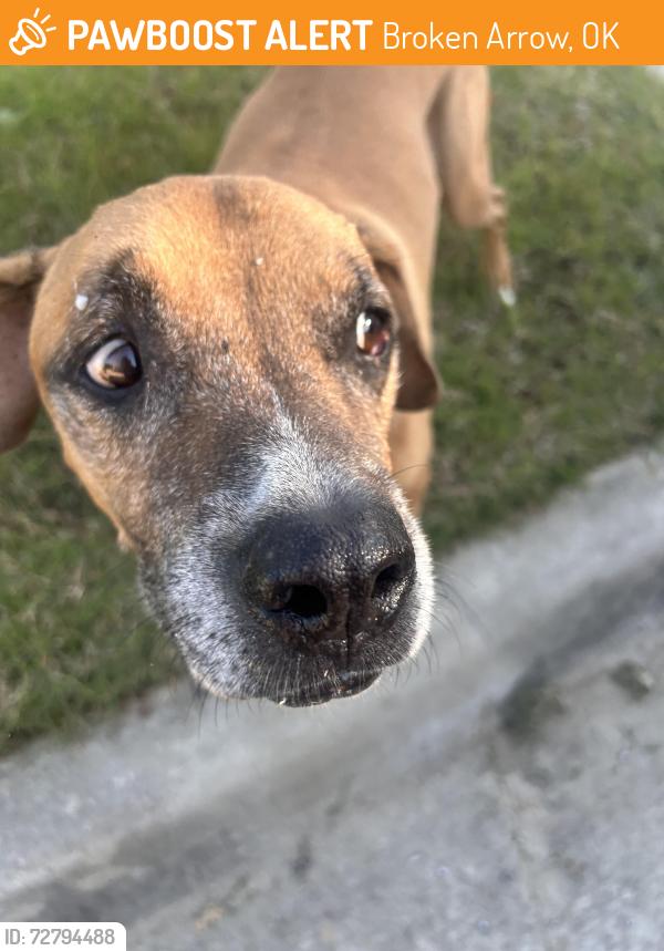 Found/Stray Male Dog last seen Elgin and firewood st , Broken Arrow, OK 74012