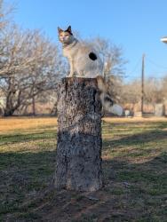 Lost Female Cat last seen Mokulua Lane and Pohakuloa Drive, Bastrop, TX 78602