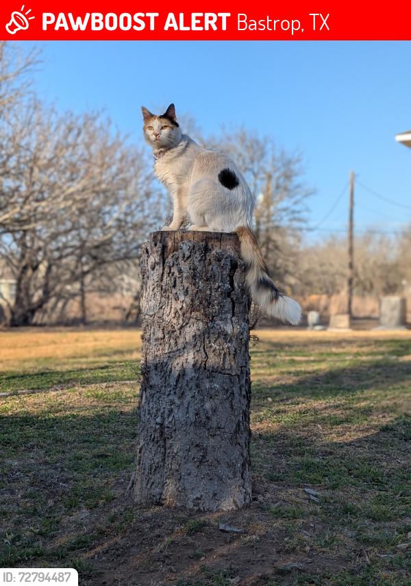 Lost Female Cat last seen Mokulua Lane and Pohakuloa Drive, Bastrop, TX 78602