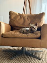 Lost Male Dog last seen Biscayne Aldi, Miami Shores, FL 33138