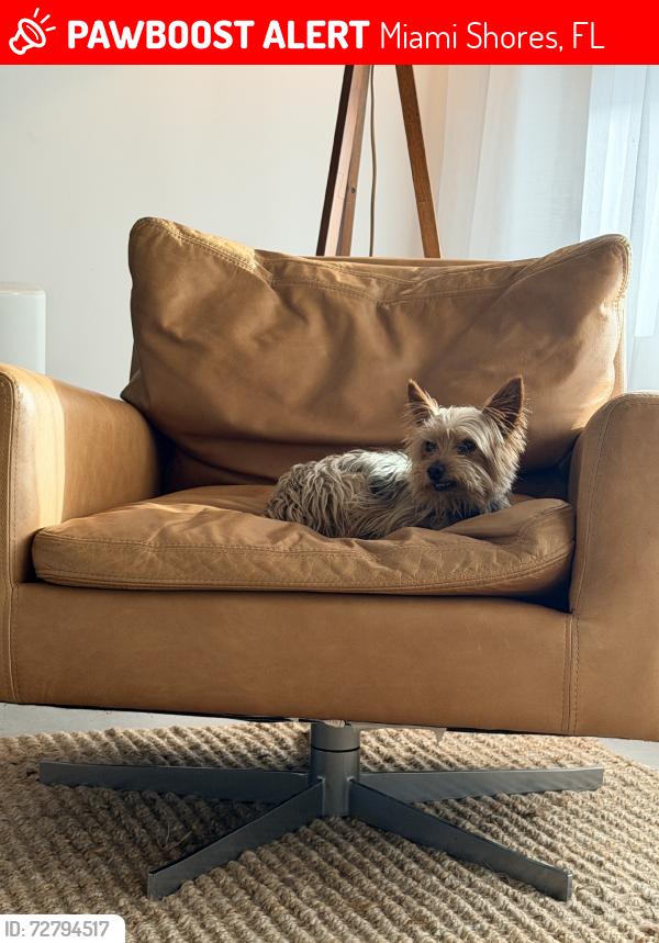 Lost Male Dog last seen Biscayne Aldi, Miami Shores, FL 33138