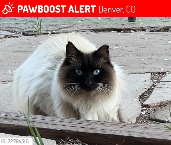 Lost Unknown Cat last seen Just south of the empty Franklin Reservoir, Denver, CO 80221