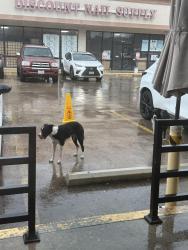 Found/Stray Unknown Dog last seen Near Wilcrest Dr STE A, Houston, TX 77072, Houston, TX 77072