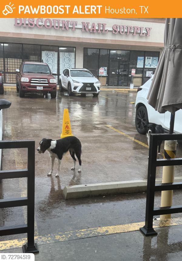 Found/Stray Unknown Dog last seen Near Wilcrest Dr STE A, Houston, TX 77072, Houston, TX 77072