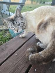 Found/Stray Unknown Cat last seen Near acony Bell way, Mills River, NC 28759