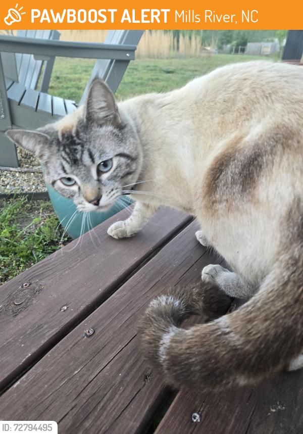 Found/Stray Unknown Cat last seen Near acony Bell way, Mills River, NC 28759