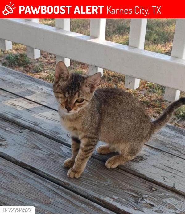 Lost Female Cat last seen South Brown St , Karnes City, TX 78118
