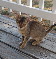 Lost Female Cat last seen South Brown St , Karnes City, TX 78118