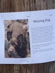Lost Female Dog last seen Kipling and Colerain , Cincinnati, OH 45239